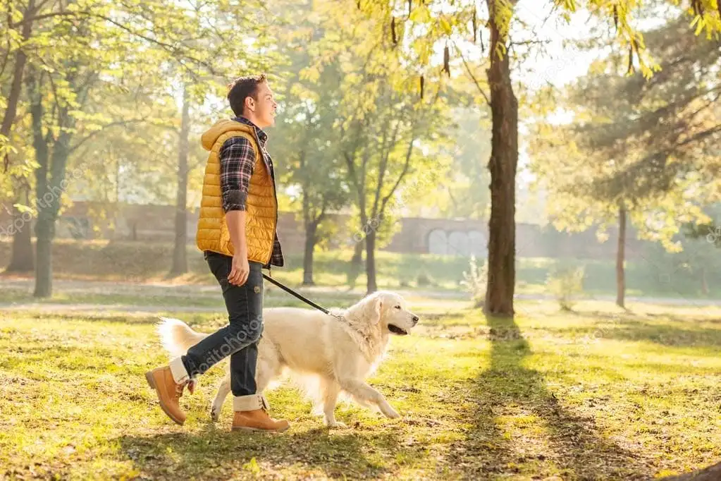 Поводок для собаки.